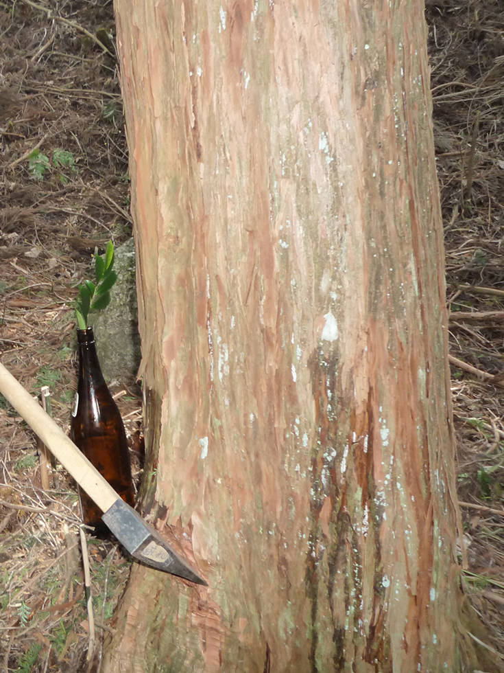 ご家族で選んだ大黒柱